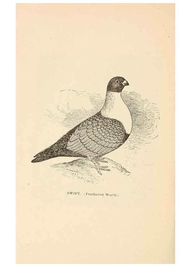 Reproducción/Reproduction 7132166947: Pigeons and all about them.. Boston,C.E. Twombly[c1898]