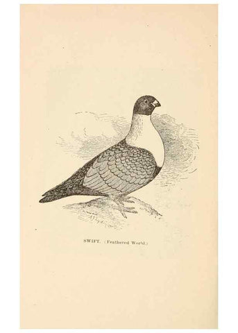 Reproducción/Reproduction 7132166947: Pigeons and all about them.. Boston,C.E. Twombly[c1898]