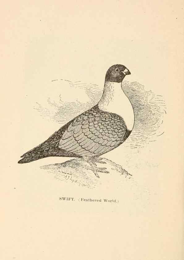 Reproducción/Reproduction 7132166947: Pigeons and all about them.. Boston,C.E. Twombly[c1898]