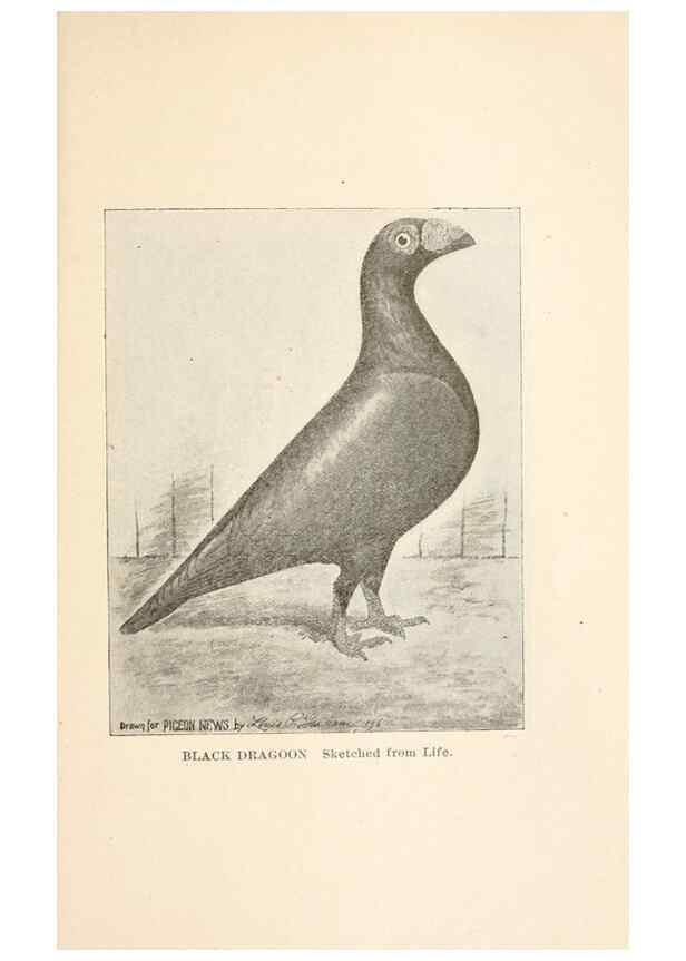 Reproducción/Reproduction 7132142345: Pigeons and all about them.. Boston,C.E. Twombly[c1898]