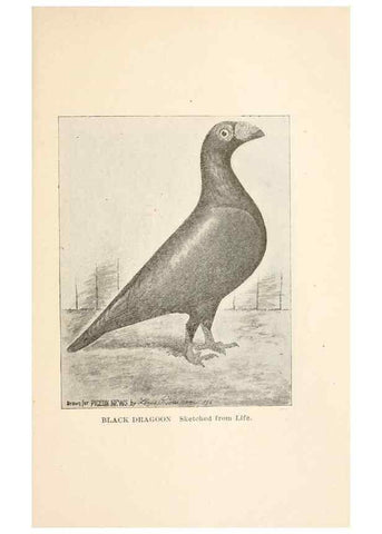 Reproducción/Reproduction 7132142345: Pigeons and all about them.. Boston,C.E. Twombly[c1898]