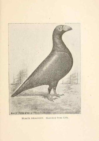 Reproducción/Reproduction 7132142345: Pigeons and all about them.. Boston,C.E. Twombly[c1898]