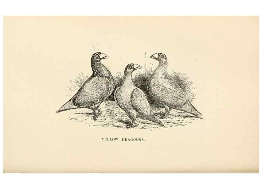 Reproducción/Reproduction 7132145407: Pigeons and all about them.. Boston,C.E. Twombly[c1898]