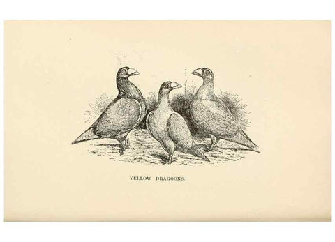 Reproducción/Reproduction 7132145407: Pigeons and all about them.. Boston,C.E. Twombly[c1898]