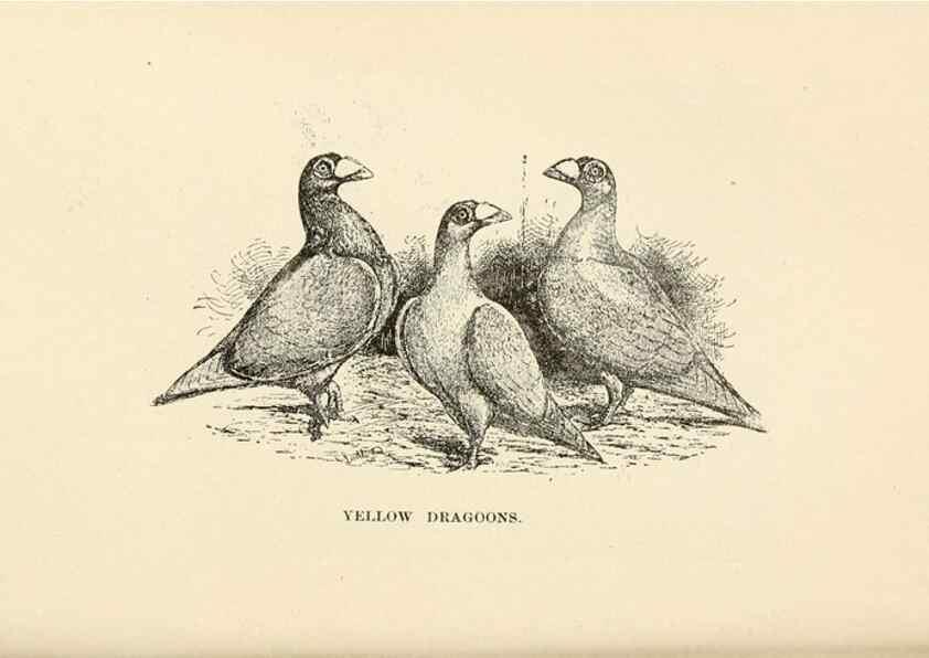 Reproducción/Reproduction 7132145407: Pigeons and all about them.. Boston,C.E. Twombly[c1898]