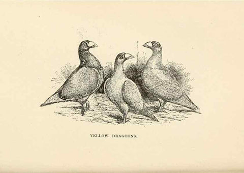 Reproducción/Reproduction 7132145407: Pigeons and all about them.. Boston,C.E. Twombly[c1898]