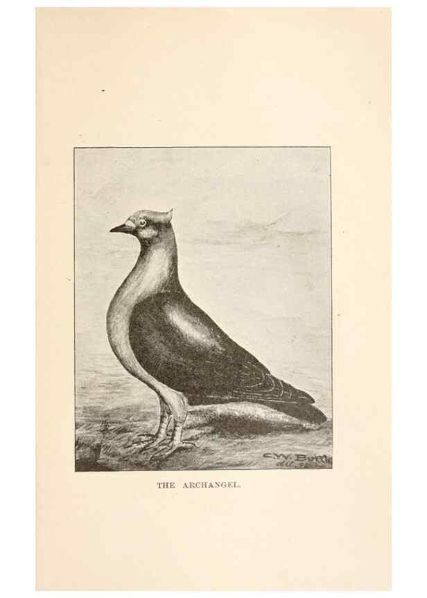Reproducción/Reproduction 6986062304: Pigeons and all about them.. Boston,C.E. Twombly[c1898]