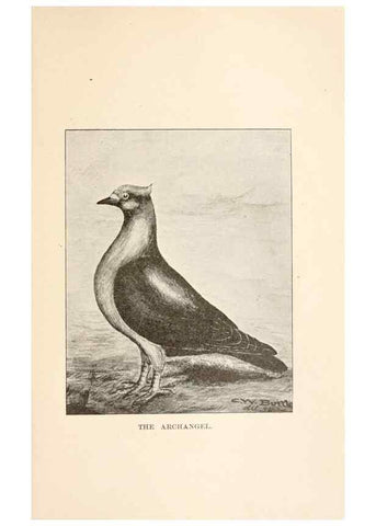 Reproducción/Reproduction 6986062304: Pigeons and all about them.. Boston,C.E. Twombly[c1898]