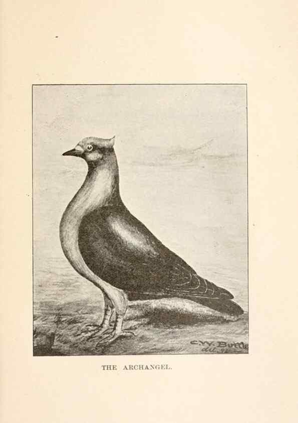 Reproducción/Reproduction 6986062304: Pigeons and all about them.. Boston,C.E. Twombly[c1898]
