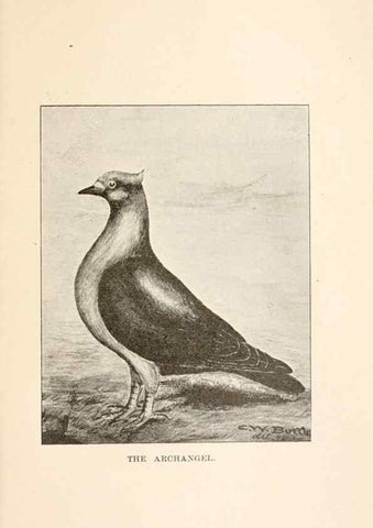 Reproducción/Reproduction 6986062304: Pigeons and all about them.. Boston,C.E. Twombly[c1898]