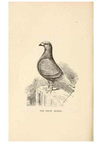 Reproducción/Reproduction 6986063420: Pigeons and all about them.. Boston,C.E. Twombly[c1898]