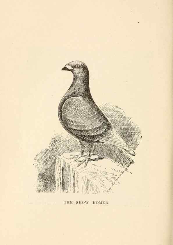 Reproducción/Reproduction 6986063420: Pigeons and all about them.. Boston,C.E. Twombly[c1898]