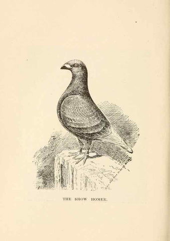Reproducción/Reproduction 6986063420: Pigeons and all about them.. Boston,C.E. Twombly[c1898]