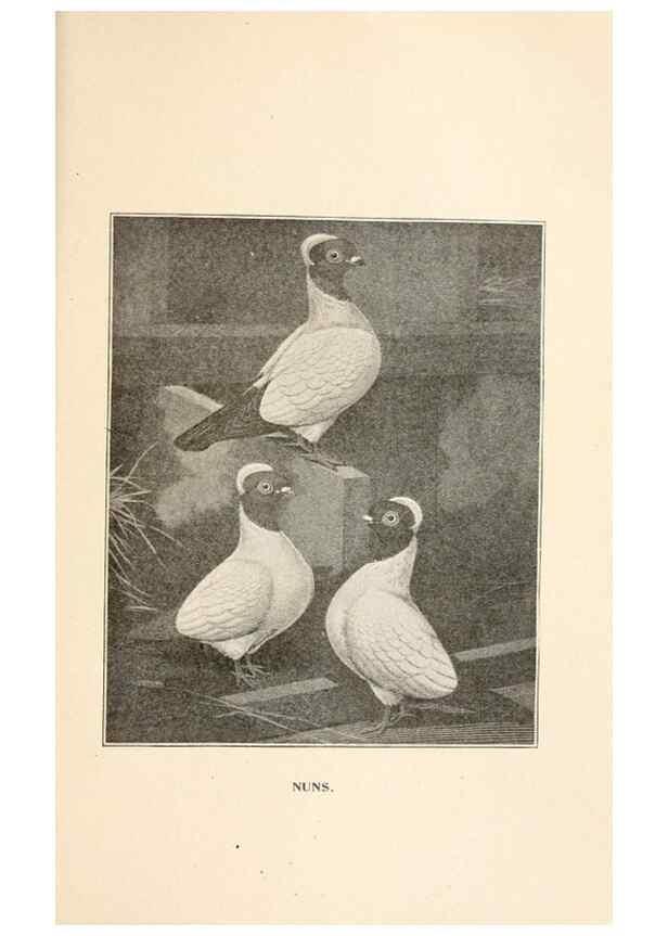 Reproducción/Reproduction 6986066174: Pigeons and all about them.. Boston,C.E. Twombly[c1898]