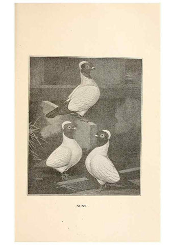 Reproducción/Reproduction 6986066174: Pigeons and all about them.. Boston,C.E. Twombly[c1898]