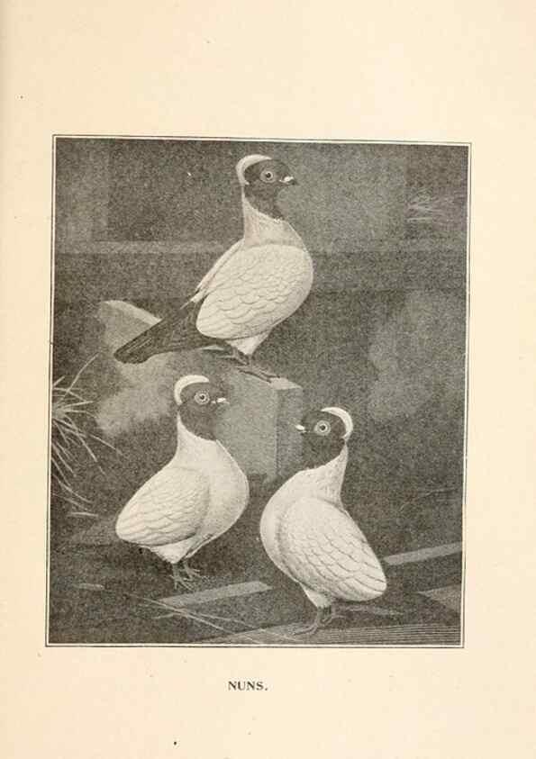 Reproducción/Reproduction 6986066174: Pigeons and all about them.. Boston,C.E. Twombly[c1898]