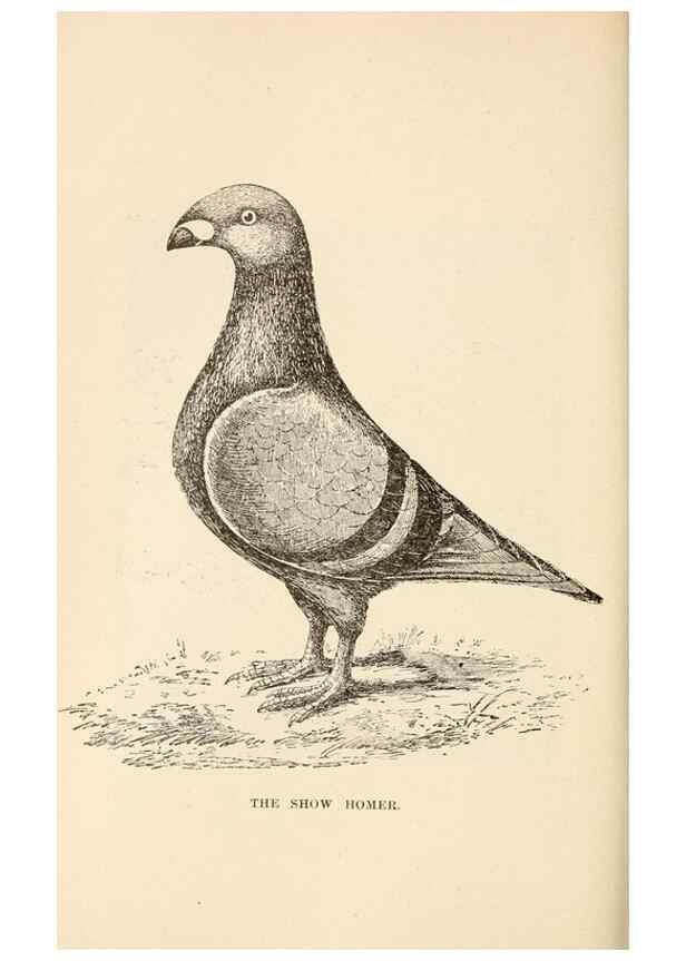 Reproducción/Reproduction 6986067228: Pigeons and all about them.. Boston,C.E. Twombly[c1898]