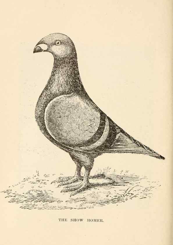 Reproducción/Reproduction 6986067228: Pigeons and all about them.. Boston,C.E. Twombly[c1898]