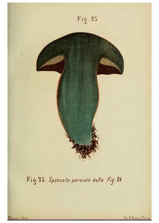 Reproducción/Reproduction 6986335412: Trattatello popolare sui funghi /. Pavia :premiata tipografia fratelli Fusi,1887