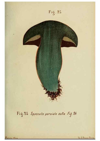 Reproducción/Reproduction 6986335412: Trattatello popolare sui funghi /. Pavia :premiata tipografia fratelli Fusi,1887