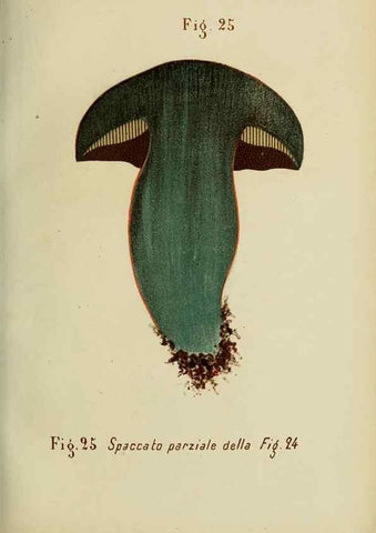 Reproducción/Reproduction 6986335412: Trattatello popolare sui funghi /. Pavia :premiata tipografia fratelli Fusi,1887