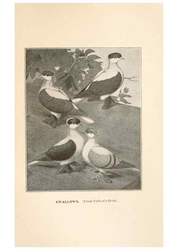 Reproducción/Reproduction 7132156155: Pigeons and all about them.. Boston,C.E. Twombly[c1898]