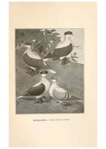 Reproducción/Reproduction 7132156155: Pigeons and all about them.. Boston,C.E. Twombly[c1898]