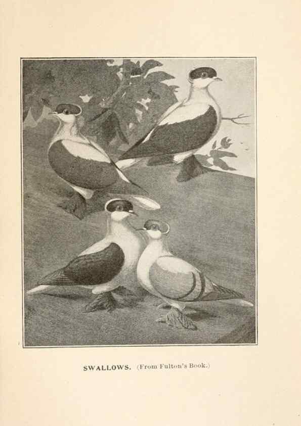 Reproducción/Reproduction 7132156155: Pigeons and all about them.. Boston,C.E. Twombly[c1898]