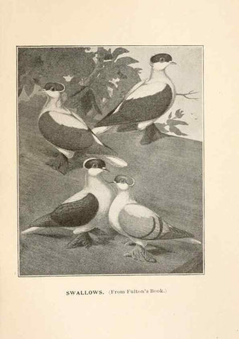Reproducción/Reproduction 7132156155: Pigeons and all about them.. Boston,C.E. Twombly[c1898]