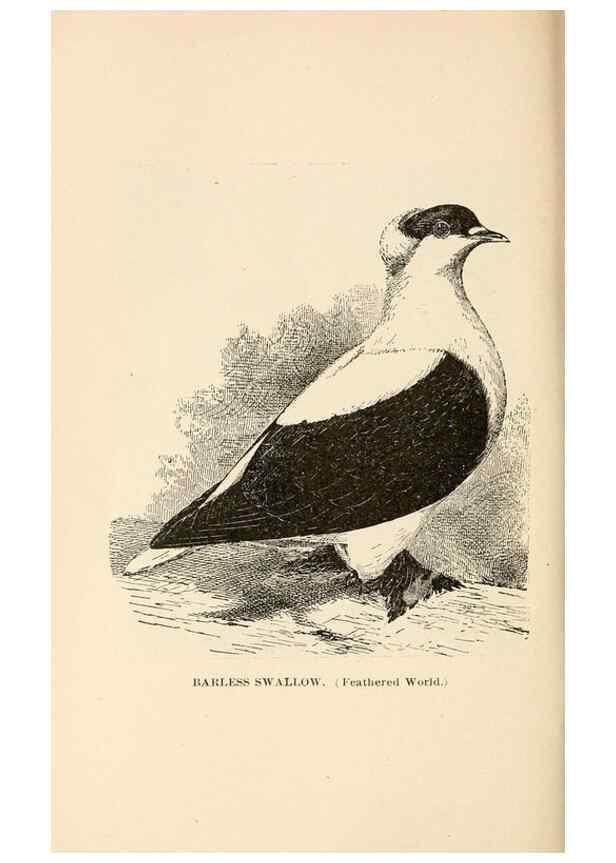 Reproducción/Reproduction 6986072366: Pigeons and all about them.. Boston,C.E. Twombly[c1898]