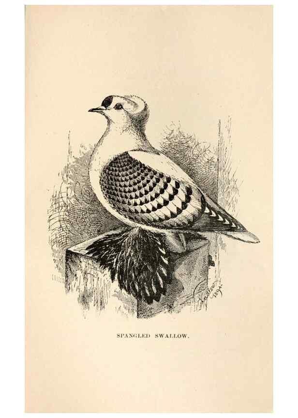 Reproducción/Reproduction 7132158425: Pigeons and all about them.. Boston,C.E. Twombly[c1898]