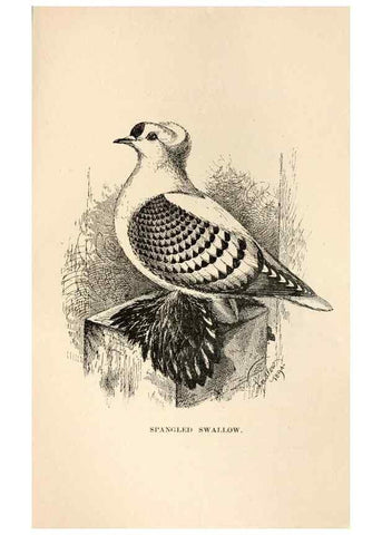 Reproducción/Reproduction 7132158425: Pigeons and all about them.. Boston,C.E. Twombly[c1898]