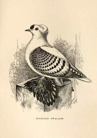 Reproducción/Reproduction 7132158425: Pigeons and all about them.. Boston,C.E. Twombly[c1898]