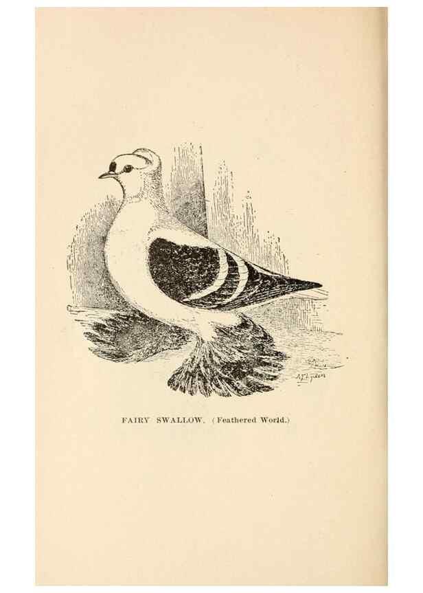 Reproducción/Reproduction 6986074804: Pigeons and all about them.. Boston,C.E. Twombly[c1898]