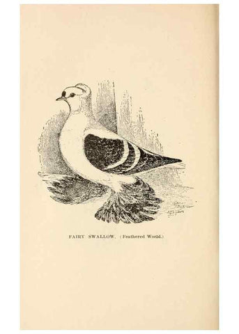 Reproducción/Reproduction 6986074804: Pigeons and all about them.. Boston,C.E. Twombly[c1898]