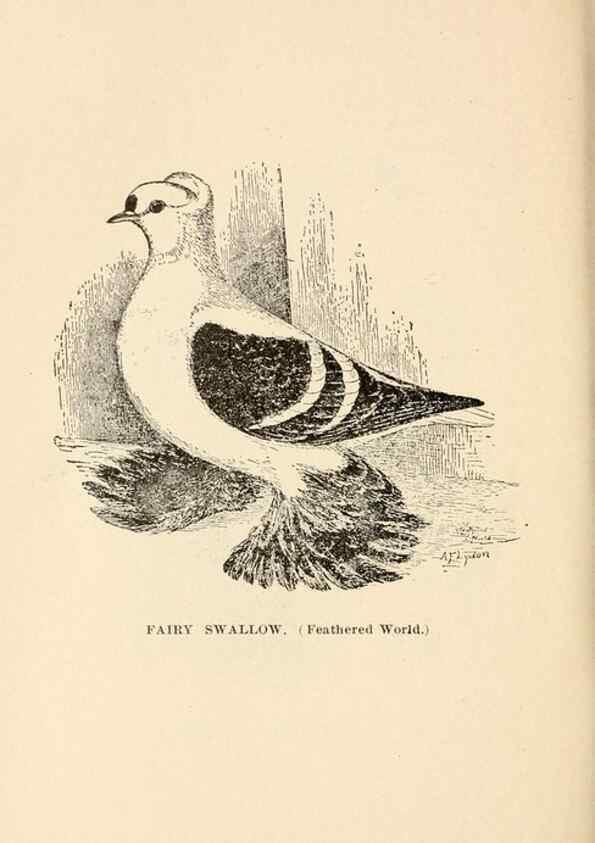 Reproducción/Reproduction 6986074804: Pigeons and all about them.. Boston,C.E. Twombly[c1898]