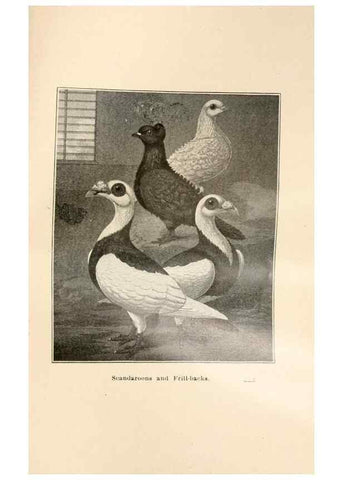 Reproducción/Reproduction 7132160771: Pigeons and all about them.. Boston,C.E. Twombly[c1898]