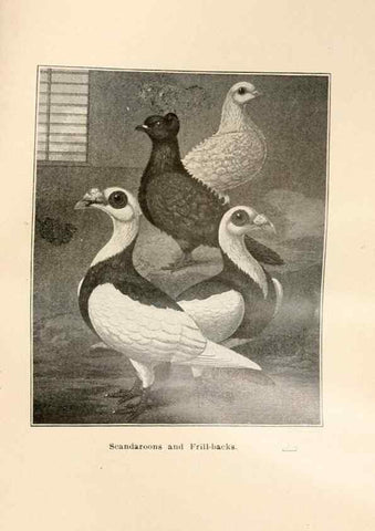 Reproducción/Reproduction 7132160771: Pigeons and all about them.. Boston,C.E. Twombly[c1898]