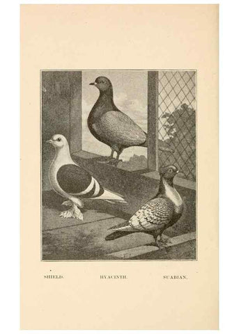 Reproducción/Reproduction 6986077566: Pigeons and all about them.. Boston,C.E. Twombly[c1898]