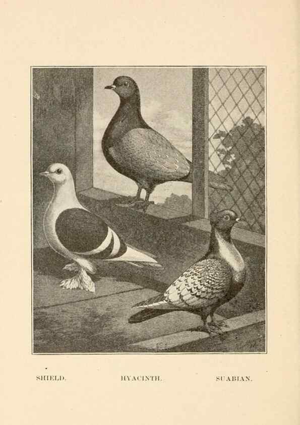 Reproducción/Reproduction 6986077566: Pigeons and all about them.. Boston,C.E. Twombly[c1898]