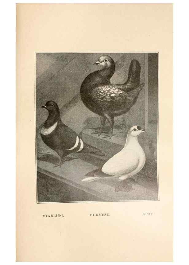 Reproducción/Reproduction 6986078904: Pigeons and all about them.. Boston,C.E. Twombly[c1898]