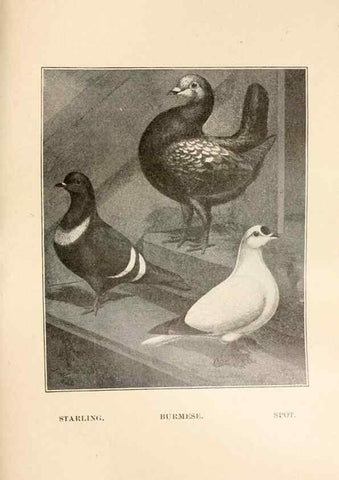 Reproducción/Reproduction 6986078904: Pigeons and all about them.. Boston,C.E. Twombly[c1898]
