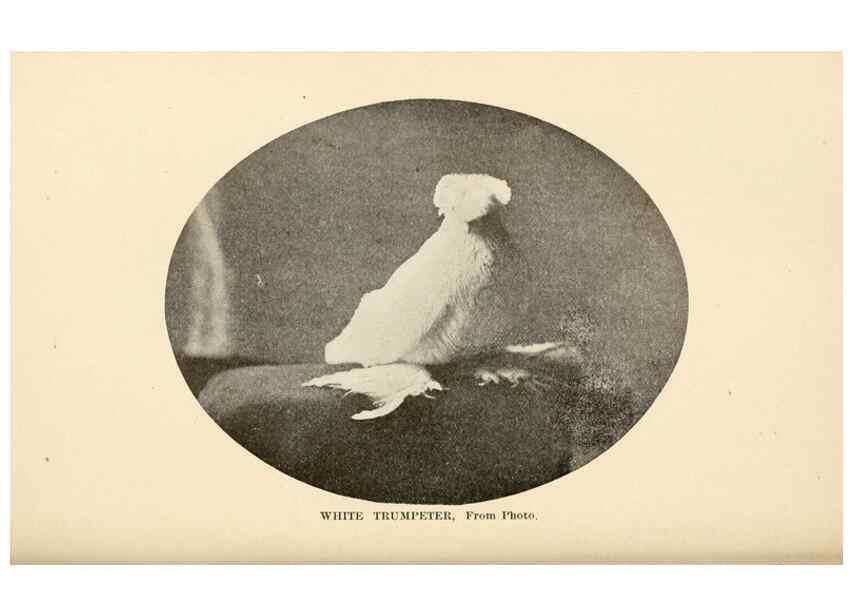 Reproducción/Reproduction 6986070166: Pigeons and all about them.. Boston,C.E. Twombly[c1898]