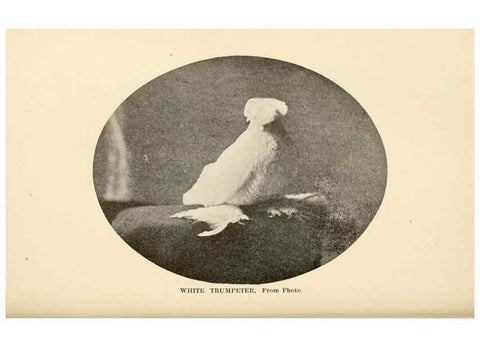 Reproducción/Reproduction 6986070166: Pigeons and all about them.. Boston,C.E. Twombly[c1898]