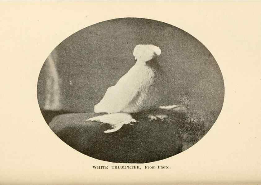 Reproducción/Reproduction 6986070166: Pigeons and all about them.. Boston,C.E. Twombly[c1898]