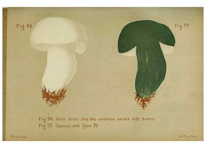 Reproducción/Reproduction 6986336208: Trattatello popolare sui funghi /. Pavia :premiata tipografia fratelli Fusi,1887