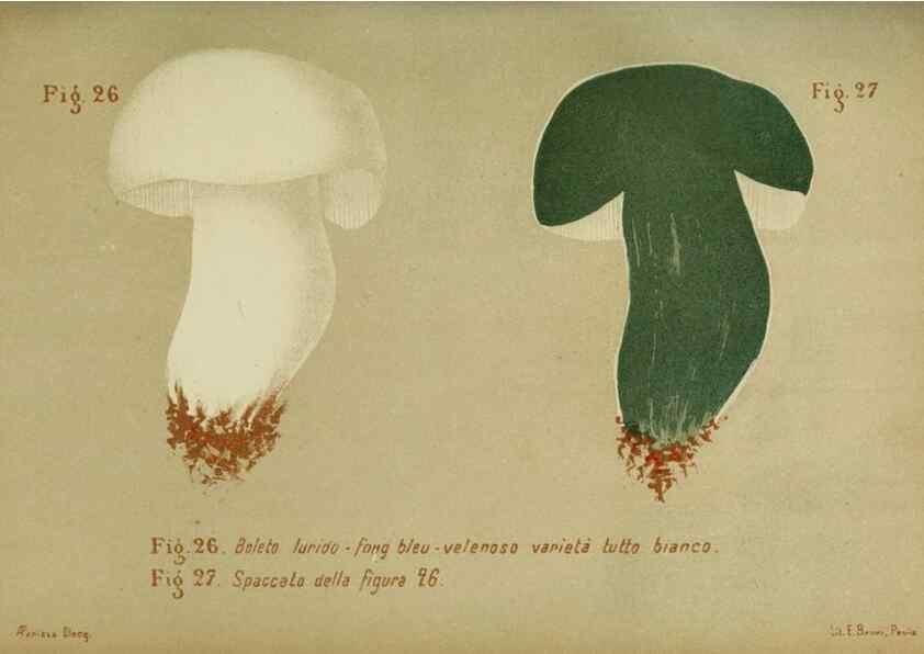 Reproducción/Reproduction 6986336208: Trattatello popolare sui funghi /. Pavia :premiata tipografia fratelli Fusi,1887