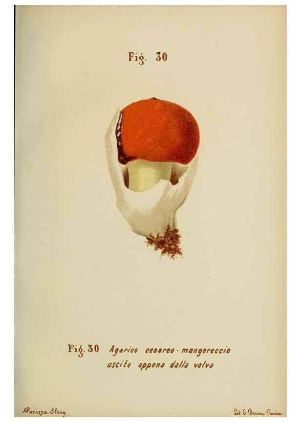 Reproducción/Reproduction 7132422281: Trattatello popolare sui funghi /. Pavia :premiata tipografia fratelli Fusi,1887
