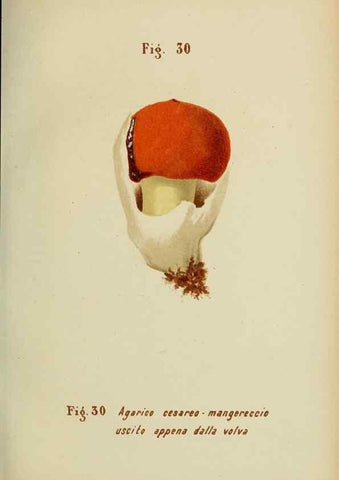 Reproducción/Reproduction 7132422281: Trattatello popolare sui funghi /. Pavia :premiata tipografia fratelli Fusi,1887