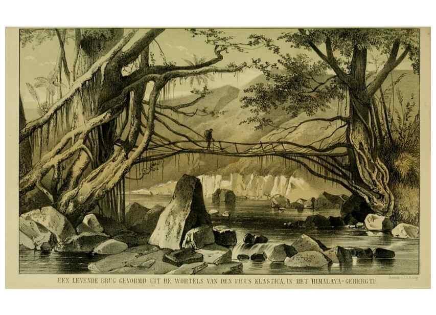 Reproducción/Reproduction 6992831780: Tuinbouw-flora van Nederland en zijne overzeesche bezittingen.. Leyden,A. W. Sythoff,1854-1856.